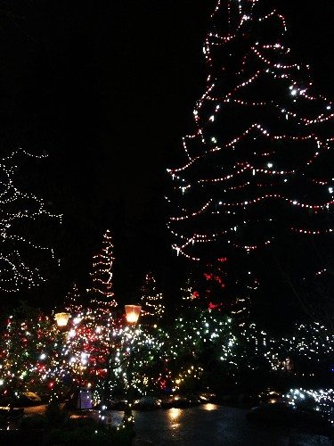 Christmas Tree at Capilano Suspension Bridge | Vancouver's Best Places