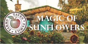 Magic of Sunflowers