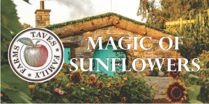 Taves Magic of Sunflowers